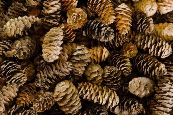 Pile of female pine cones